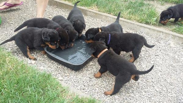 Grote foto rottweiler pups dieren en toebehoren overige honden