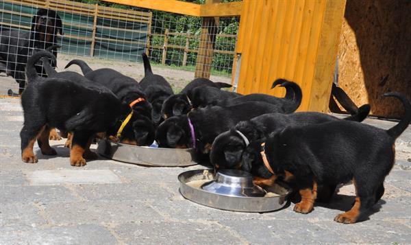 Grote foto rottweiler pups dieren en toebehoren overige honden