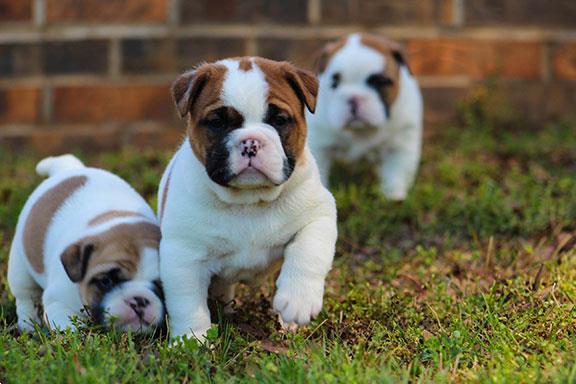Grote foto old english bulldog pups dieren en toebehoren bulldogs pinschers en molossers