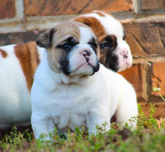 Grote foto old english bulldog pups dieren en toebehoren bulldogs pinschers en molossers