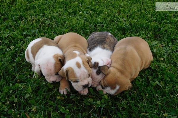 Grote foto old english bulldog pups dieren en toebehoren bulldogs pinschers en molossers