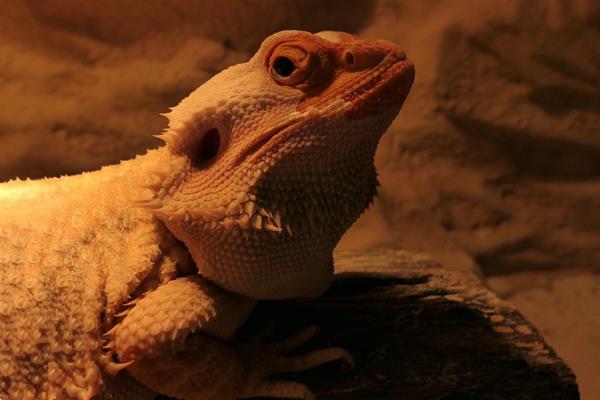 Grote foto jonge baardagaam man dieren en toebehoren reptielen en amfibie n