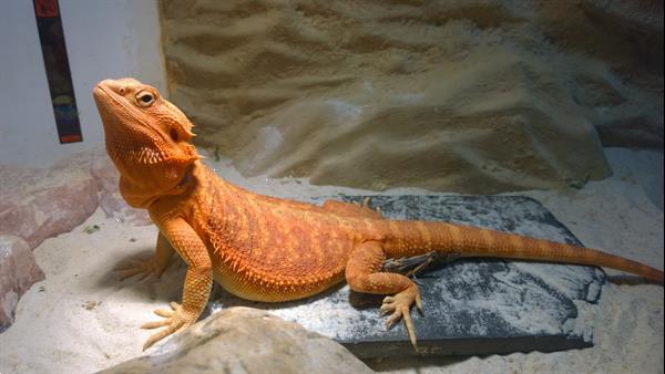 Grote foto jonge baardagaam man dieren en toebehoren reptielen en amfibie n