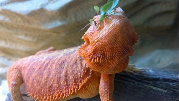 Grote foto jonge baardagaam man dieren en toebehoren reptielen en amfibie n