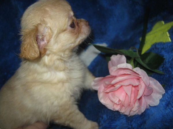 Grote foto schattige mini chihuahua pups chiwawa dieren en toebehoren chihuahua en gezelschapshonden