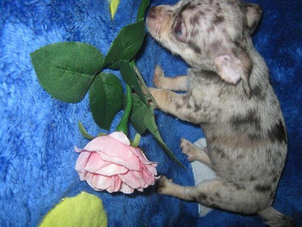 Grote foto schattige mini chihuahua pups chiwawa dieren en toebehoren chihuahua en gezelschapshonden