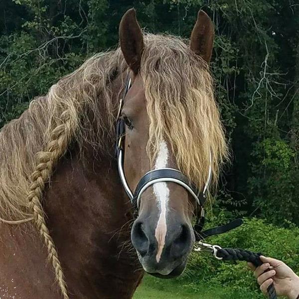 Grote foto precioso caballo fris n disponible. dieren en toebehoren paarden