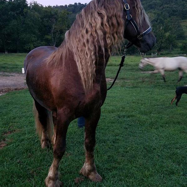 Grote foto precioso caballo fris n disponible. dieren en toebehoren paarden
