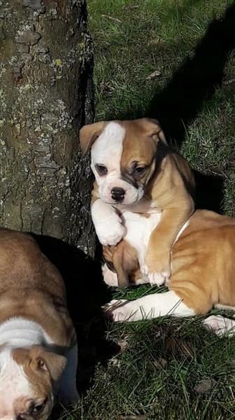Grote foto old english bulldog pups mogen gelijk mee. dieren en toebehoren bulldogs pinschers en molossers