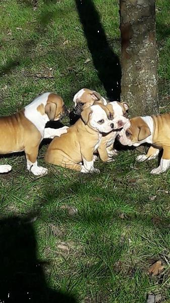 Grote foto old english bulldog pups mogen gelijk mee. dieren en toebehoren bulldogs pinschers en molossers