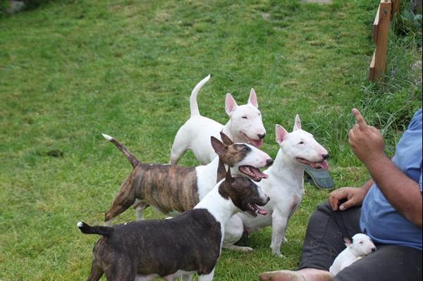 Grote foto bullterrier pups dieren en toebehoren bulldogs pinschers en molossers