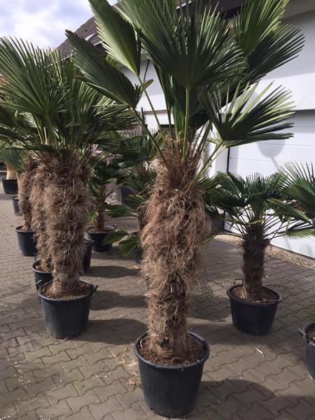 Grote foto winterharde palmboom trachycarpus wagnerianus tuin en terras bloemen en planten