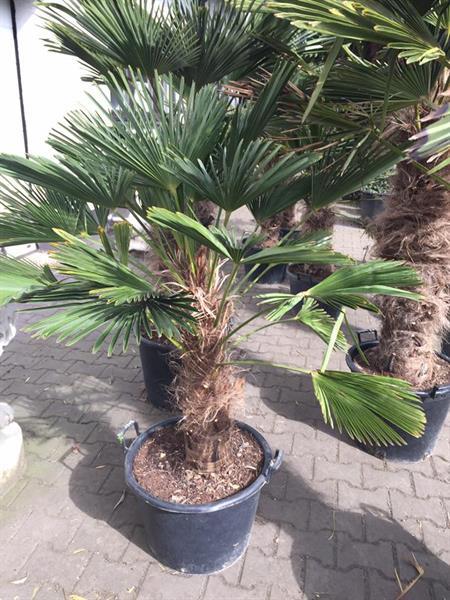 Grote foto winterharde palmboom trachycarpus wagnerianus tuin en terras bloemen en planten