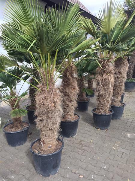 Grote foto winterharde palmboom trachycarpus wagnerianus tuin en terras bloemen en planten