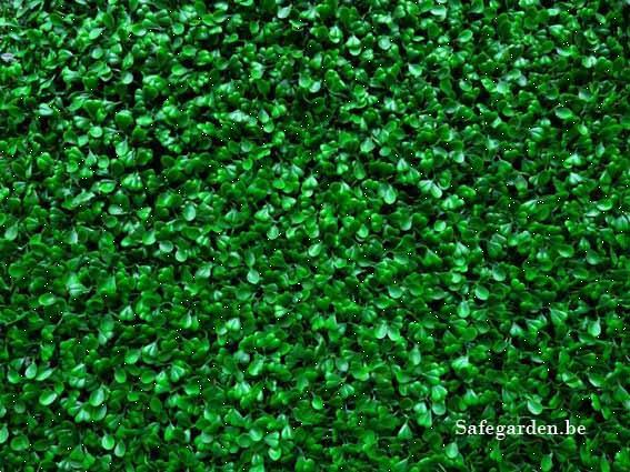 Grote foto buxus safegarden kunsthaag extra korting 8.11 tuin en terras hekken en schuttingen