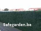 Grote foto buxus safegarden kunsthaag extra korting 8.11 tuin en terras hekken en schuttingen