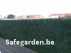 Grote foto buxus safegarden aan groothandelsprijzen 8.11 tuin en terras hekken en schuttingen