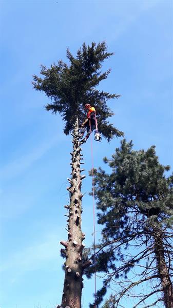 Grote foto bomenkappen boomkappen boom kappen rooien diensten en vakmensen tuinmannen en stratenmakers