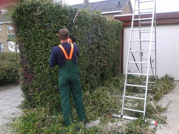 Grote foto bomenkappen boomkappen boom kappen rooien diensten en vakmensen tuinmannen en stratenmakers