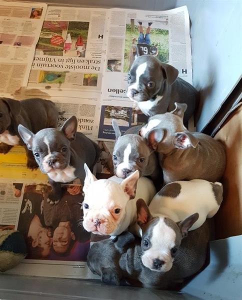 Grote foto mooie blauwe franse bulldog pups te koop. dieren en toebehoren bulldogs pinschers en molossers