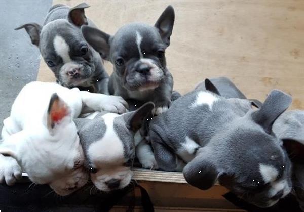 Grote foto mooie blauwe franse bulldog pups te koop. dieren en toebehoren bulldogs pinschers en molossers