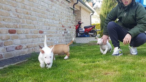Grote foto mini bull terrier pups zoeken thuis dieren en toebehoren overige honden