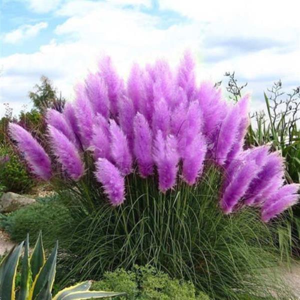 Grote foto egrow 200pcs pampas grass seed potted purple tuin en terras bloembollen en zaden