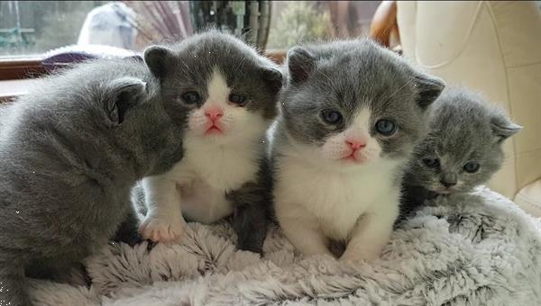 Grote foto brits korthaar kittens voor sweet homes dieren en toebehoren raskatten langhaar