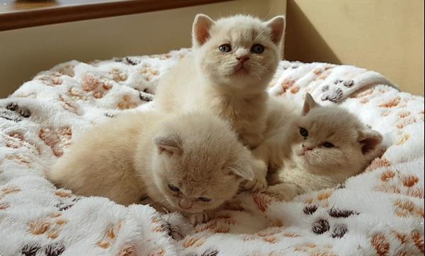 Grote foto brits korthaar kittens voor sweet homes dieren en toebehoren raskatten langhaar