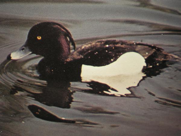Grote foto eenden ganzen zwanen dieren en toebehoren pluimvee