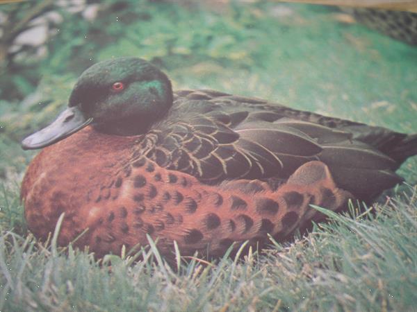 Grote foto eenden ganzen zwanen dieren en toebehoren pluimvee