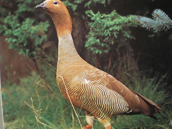 Grote foto eenden ganzen zwanen dieren en toebehoren pluimvee