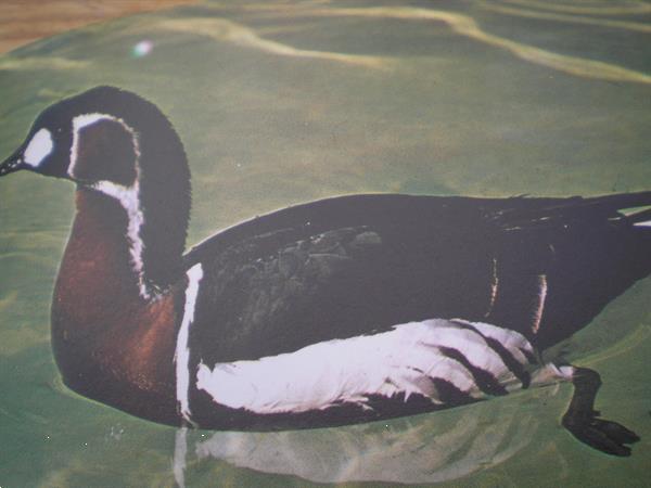 Grote foto eenden ganzen zwanen dieren en toebehoren pluimvee