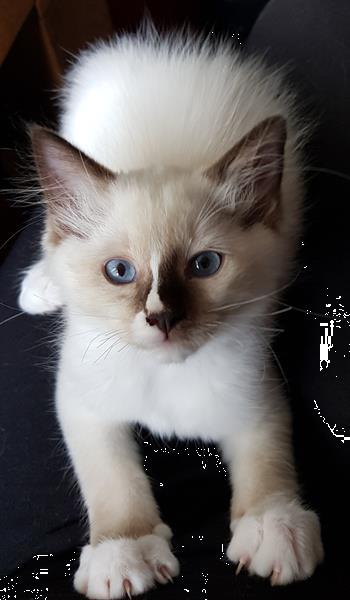 Grote foto ragdoll kittens raszuiver blauwe ogen. dieren en toebehoren raskatten langhaar