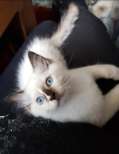 Grote foto ragdoll kittens raszuiver blauwe ogen. dieren en toebehoren raskatten langhaar