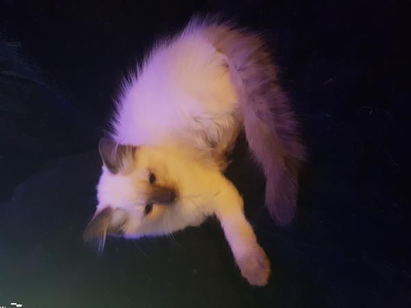 Grote foto ragdoll kittens raszuiver blauwe ogen. dieren en toebehoren raskatten langhaar