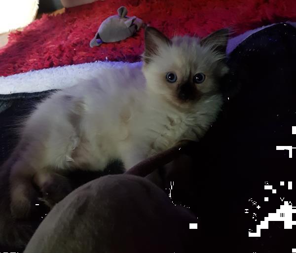 Grote foto ragdoll kittens raszuiver blauwe ogen. dieren en toebehoren raskatten langhaar