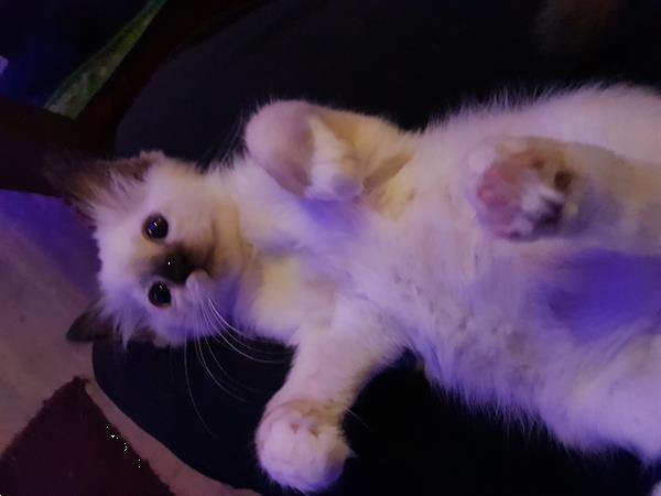 Grote foto ragdoll kittens raszuiver blauwe ogen. dieren en toebehoren raskatten langhaar