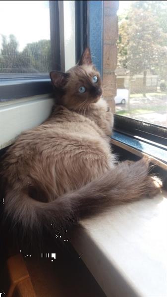 Grote foto ragdoll kittens raszuiver blauwe ogen. dieren en toebehoren raskatten langhaar