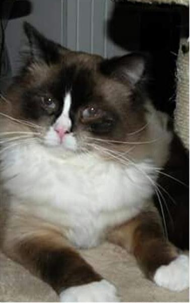 Grote foto ragdoll kittens raszuiver blauwe ogen. dieren en toebehoren raskatten langhaar