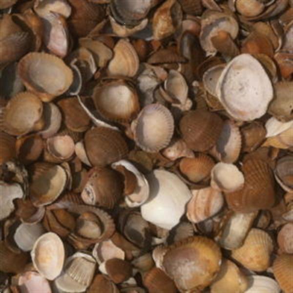 Grote foto schelpen gewassen schelpen noordzeeschelpen tuin en terras tuindecoratie