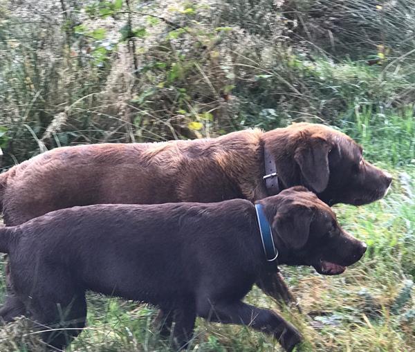 Grote foto huisdieren mee op vakantie ardennen in 16 p gite vakantie huisdieren mee op reis