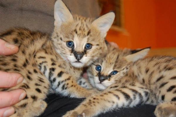 Grote foto f1 en f2 savannah kittens beschikbaar dieren en toebehoren raskatten korthaar