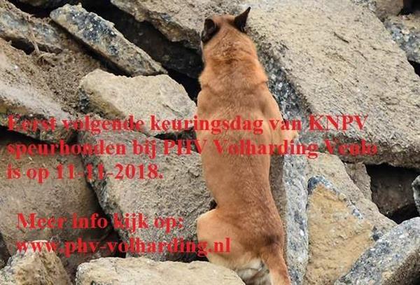 Grote foto phv volharding speurders club venlo nl dieren en toebehoren herdershonden en veedrijvers
