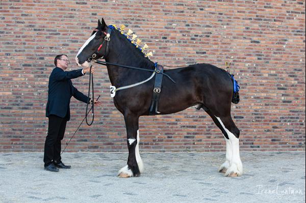 Grote foto diverse mooie shire te koop dieren en toebehoren paarden