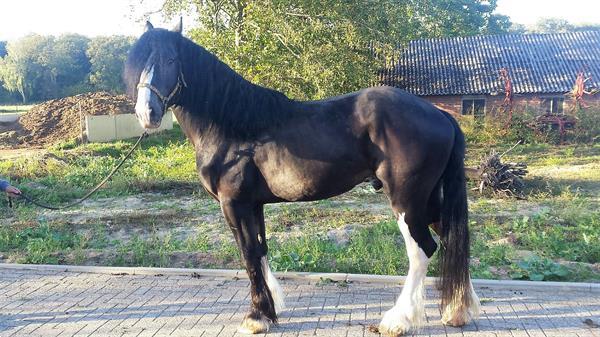 Grote foto diverse mooie shire te koop dieren en toebehoren paarden