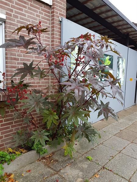 Grote foto wonderboon tuin en terras bloembollen en zaden