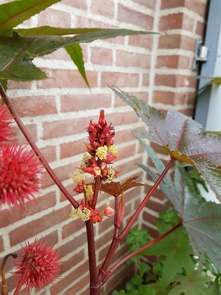 Grote foto wonderboon tuin en terras bloembollen en zaden