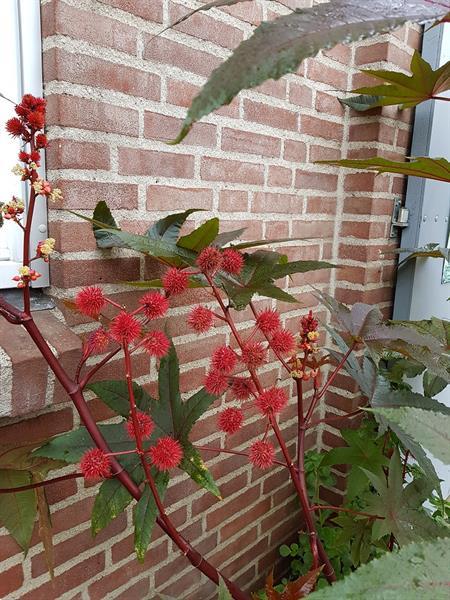 Grote foto wonderboon tuin en terras bloembollen en zaden