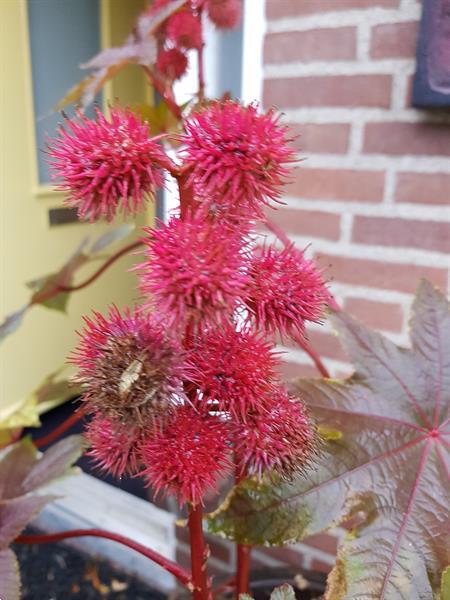 Grote foto wonderboon tuin en terras bloembollen en zaden